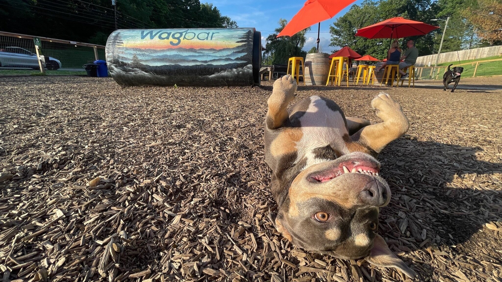 Tan and gray dog rolling on wood chips beside a painted Wagbar barrel, with red patio umbrellas behind