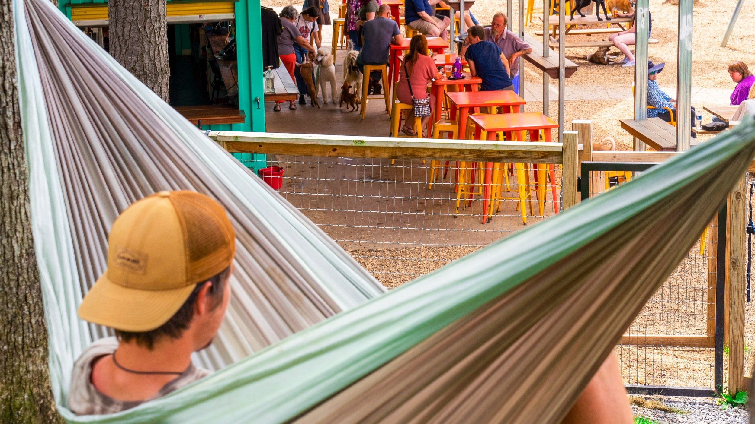 Man in tan cap lounging in hammock overlooking people and dogs at colorful outdoor bar tables