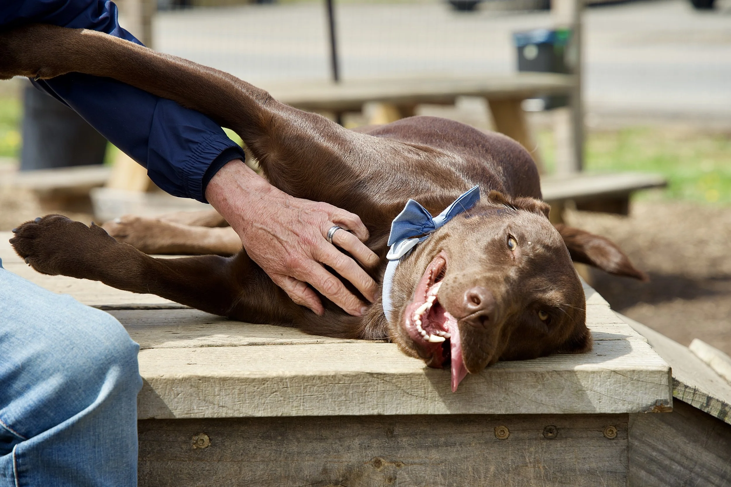 Chocolate Labrador with blue bow tie lying on its back on a wooden platform while a person rubs its belly