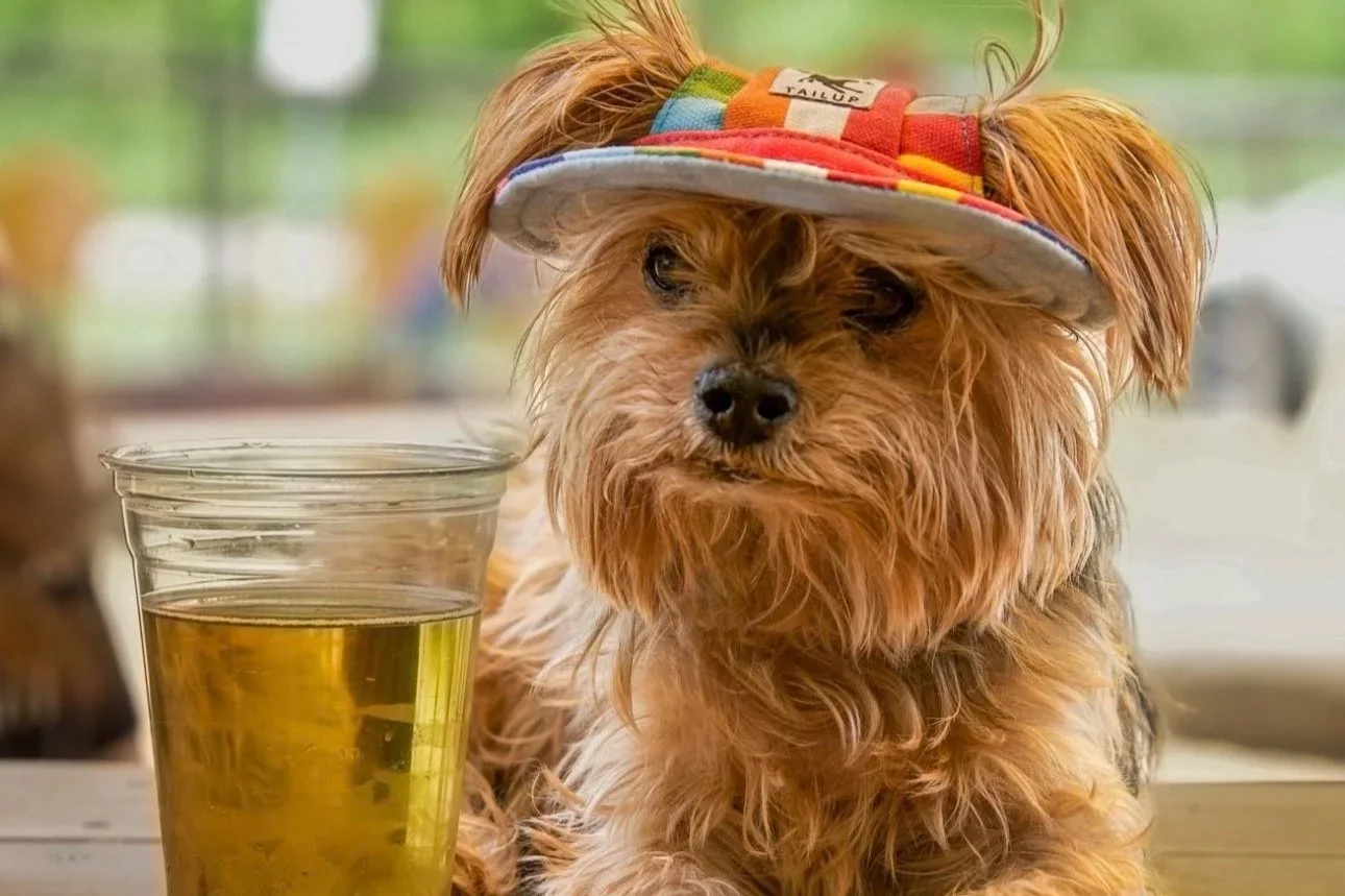 A small tan Yorkie wearing a colorful striped hat beside a plastic cup of beer