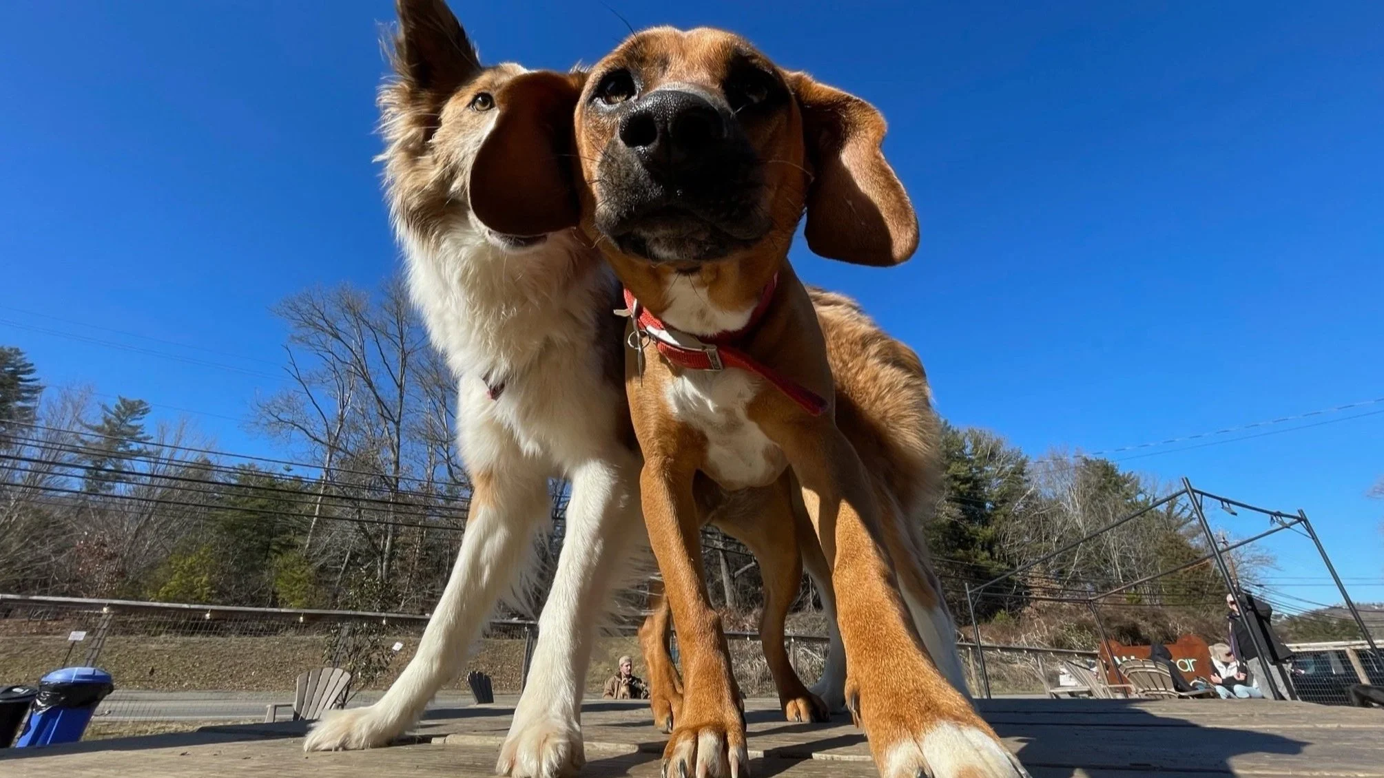 Two brown and white dogs, one in a red collar, playing on a wooden deck under a bright blue sky