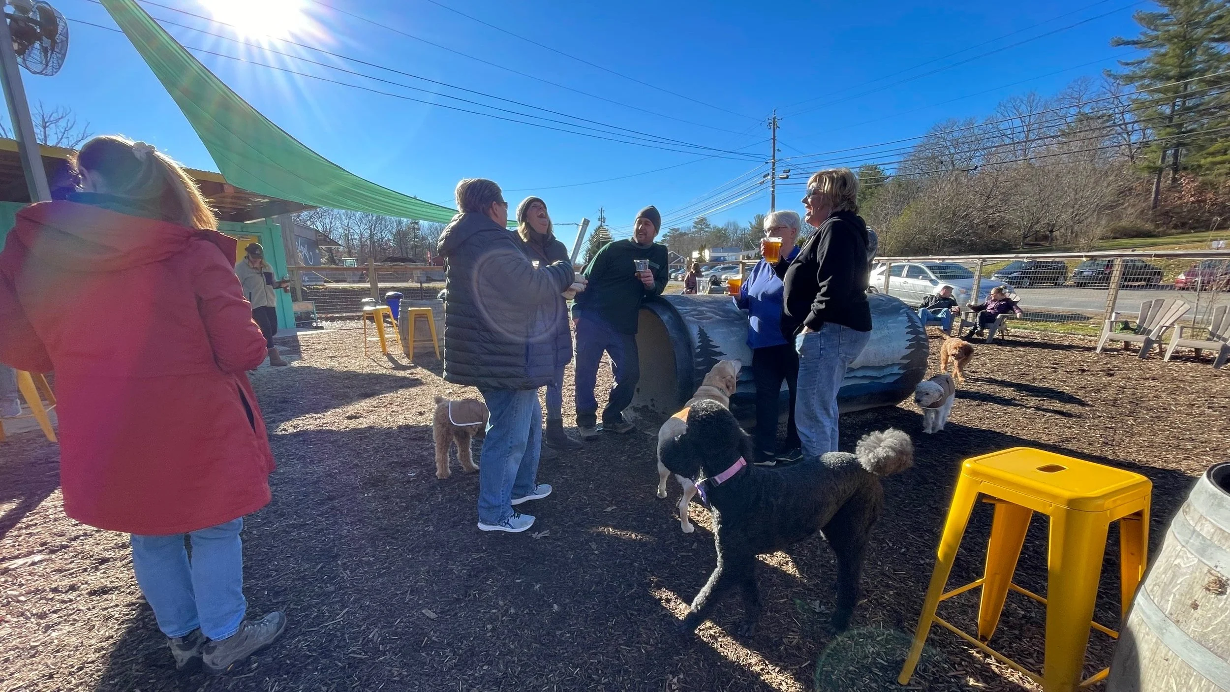 People and dogs gathered outdoors on wood chips under a green shade sail, holding beers on a sunny day